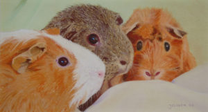 Pastellbild von Eva Jelinek: Meerschweinchen