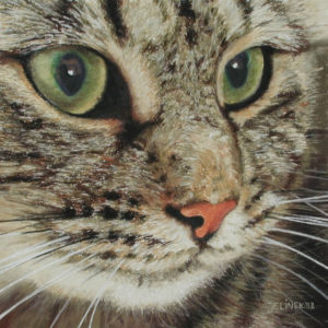 Pastellbild von Eva Jelinek: Tigerkatzi